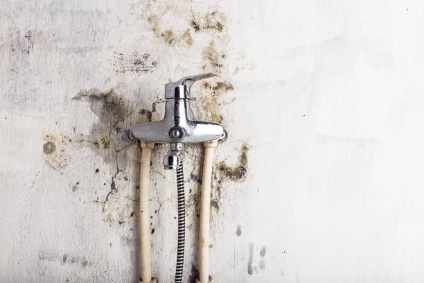 Reliable Commerce, CA Mold Removal Solutions