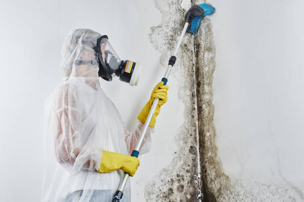 Best Mold Remediation  in Commerce, CA
