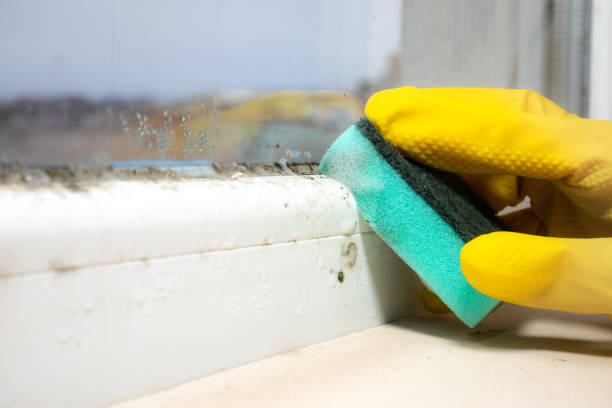 Best Emergency Mold Removal  in Commerce, CA