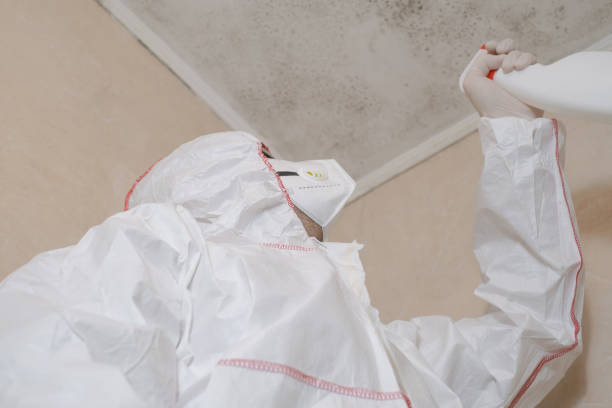 Home Mold Removal in Commerce, CA