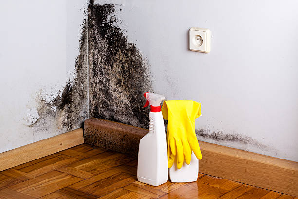 Best Emergency Mold Removal  in Commerce, CA