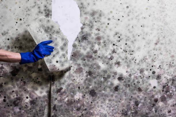 Best Emergency Mold Removal  in Commerce, CA