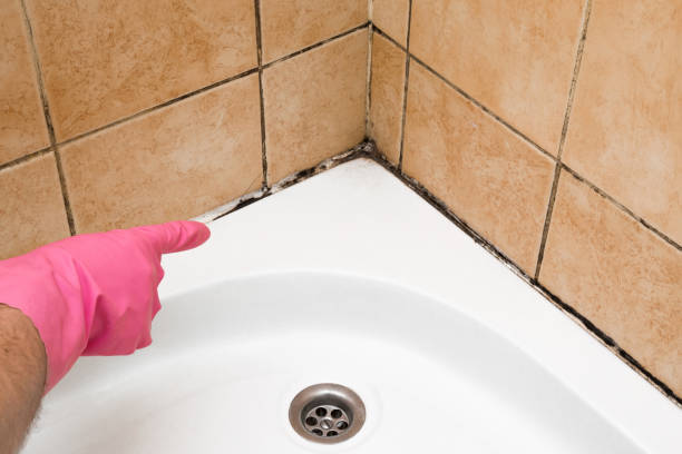 Best Commercial Mold Removal  in Commerce, CA