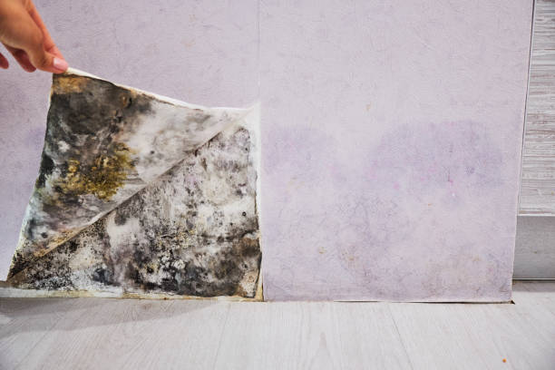 Best Residential Mold Removal  in Commerce, CA